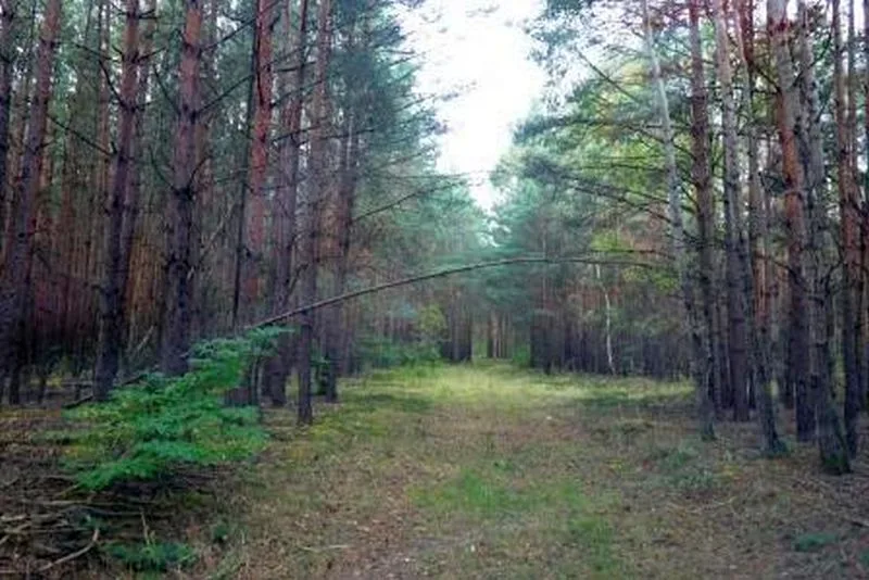 Waldflächen in Luckaitztal OT Schöllnitz