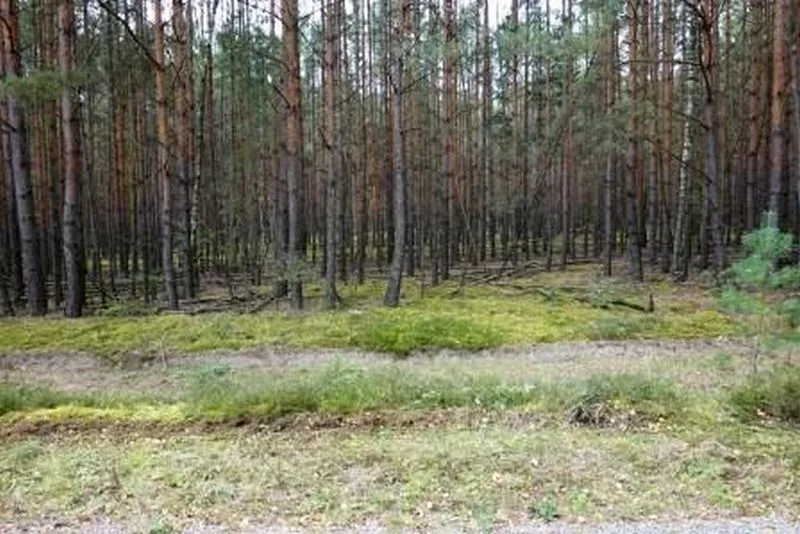 Waldflächen in Luckaitztal OT Schöllnitz — Bild 2