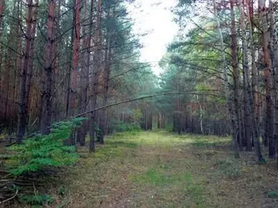 Waldflächen in Luckaitztal OT Schöllnitz