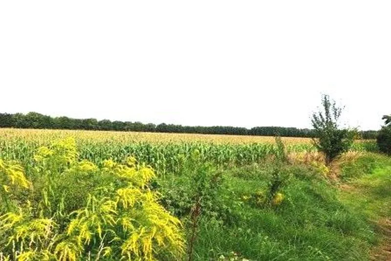 Ackerland in Vetschau/Spreewald