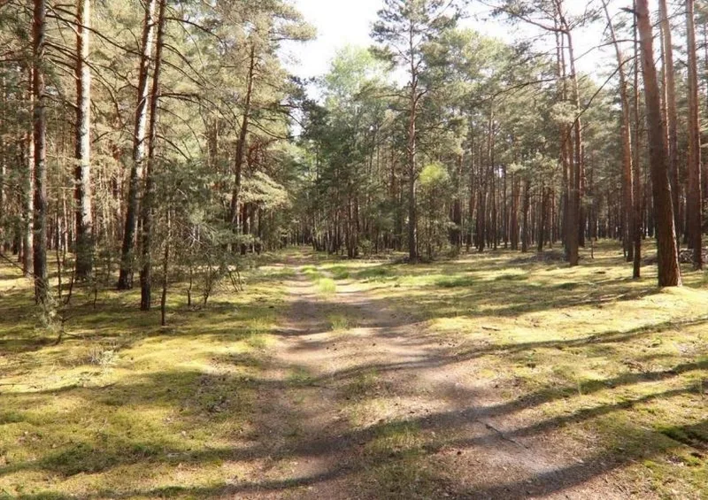 Waldflächen in Wiesengrund OT Trebendorf