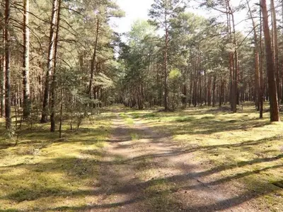 Waldflächen in Wiesengrund OT Trebendorf