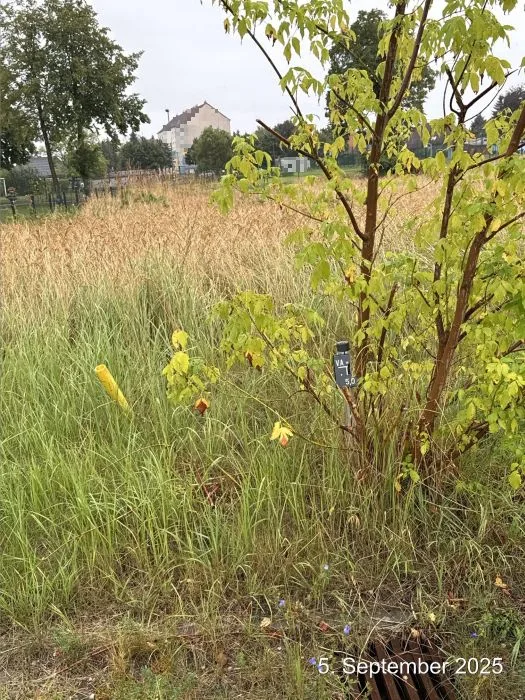 Unbebautes Grundstück in Rosenow — Bild 2