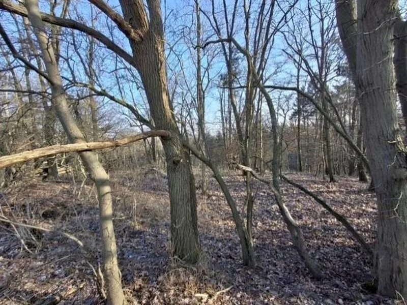 Waldflächen in Groß Pinnow, Hohenselchow