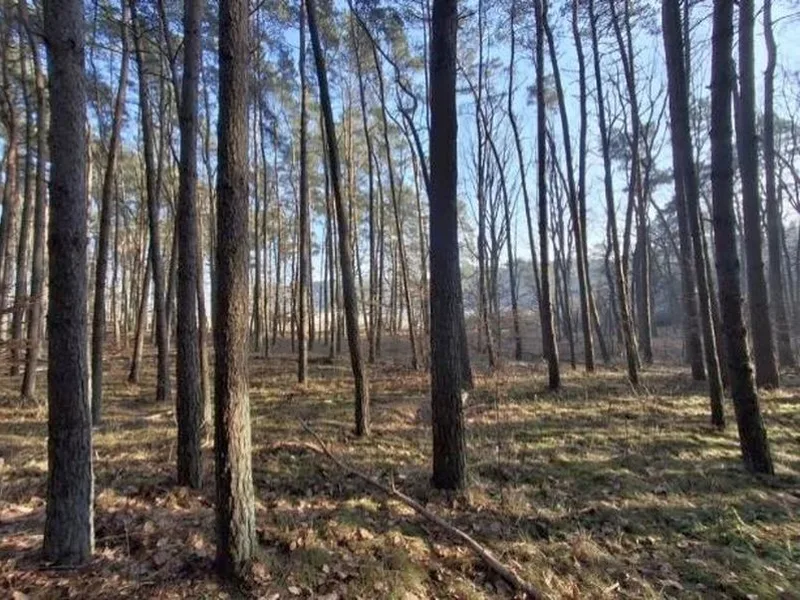 Waldflächen in Groß Pinnow, Hohenselchow — Bild 2