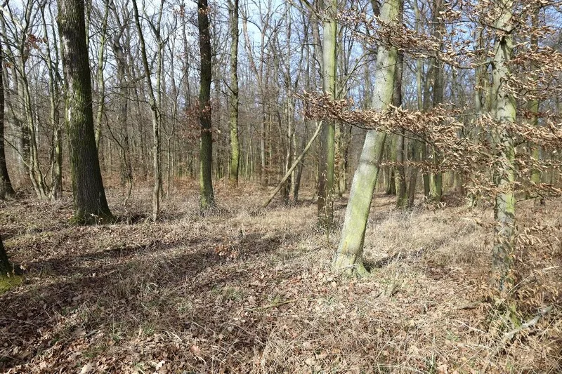 Ackerland und Mischwald in Bad Bibra — Bild 3