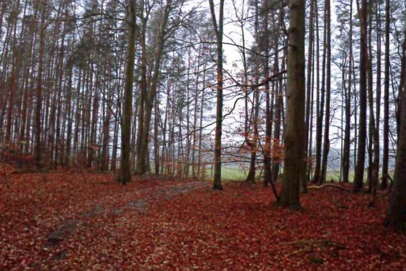 Forstwirtschaftsfläche in Wittenberge