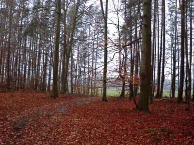 Forstwirtschaftsfläche in Wittenberge