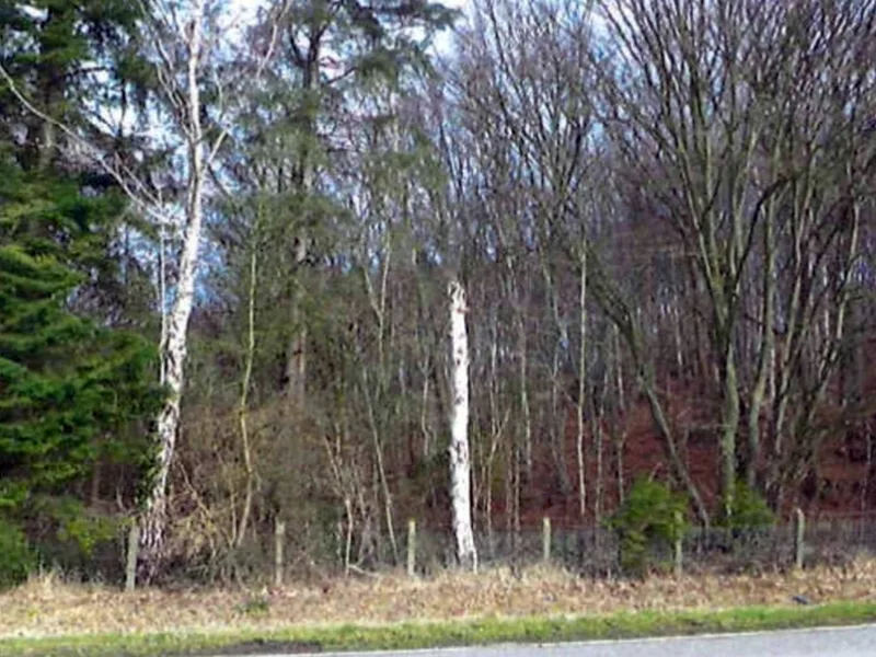 Waldfläche in Escheburg — Bild 2