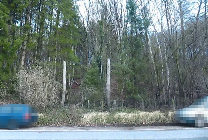 Waldfläche in Escheburg — Bild 2