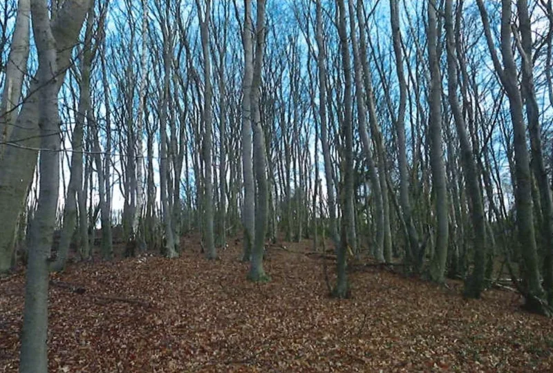 Waldfläche in Escheburg — Bild 3