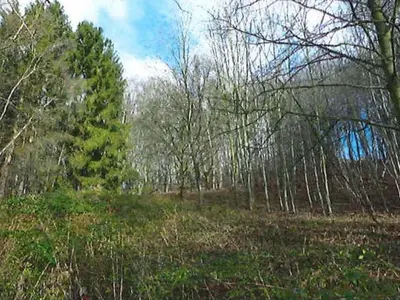 Waldfläche in Escheburg