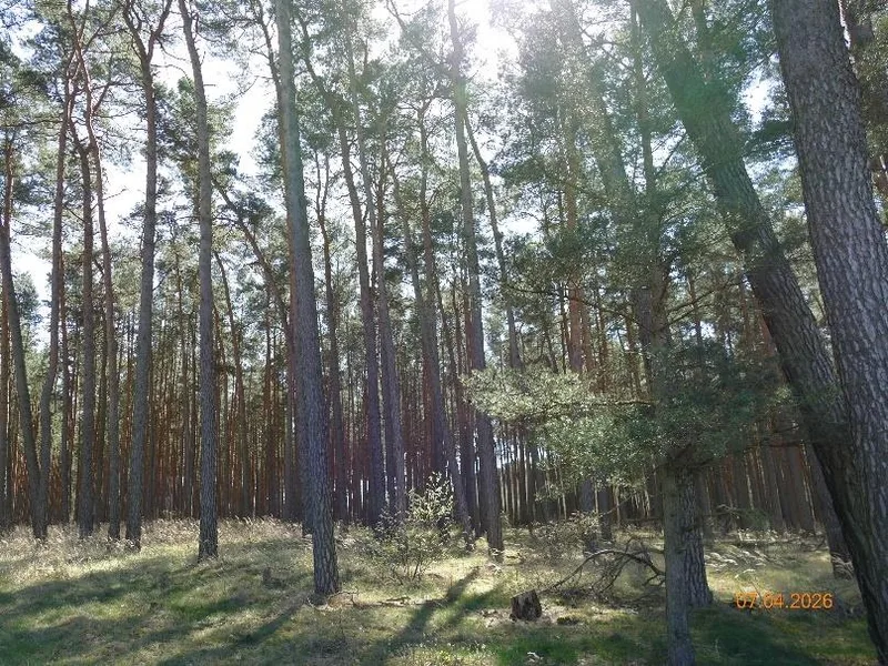 Forstwirtschaftlich genutztes Grundstück in Calvörde OT Dorst — Bild 2