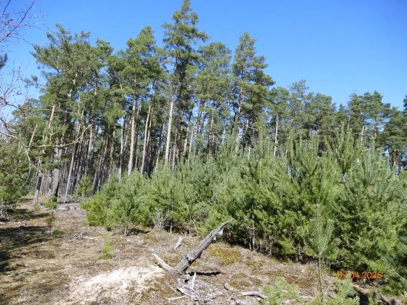 Forstwirtschaftlich genutztes Grundstück in Calvörde OT Dorst — Bild 3