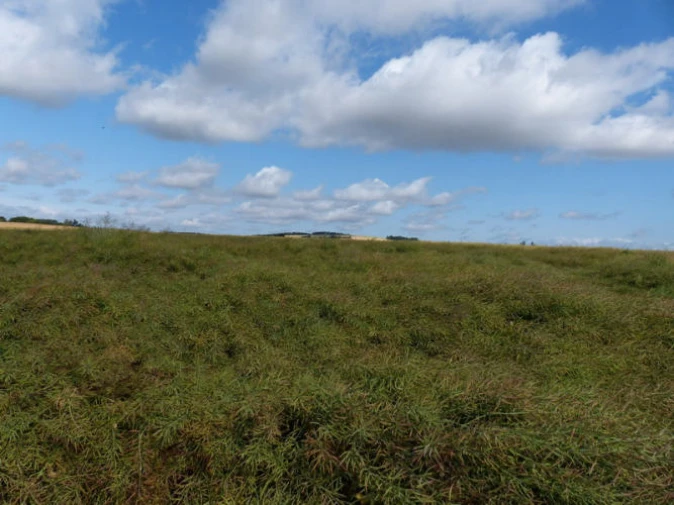 land- und forstwirtschaftlich genutztes Grundstück in Kobern-Gondorf — Bild 3