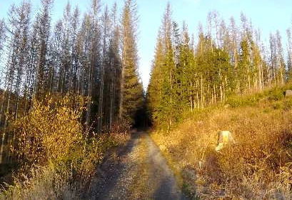 Wald in Saalburg-Ebersdorf — Bild 2