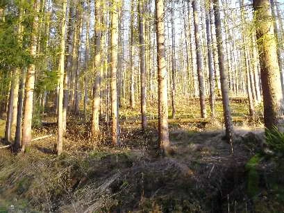 Wald in Saalburg-Ebersdorf — Bild 3