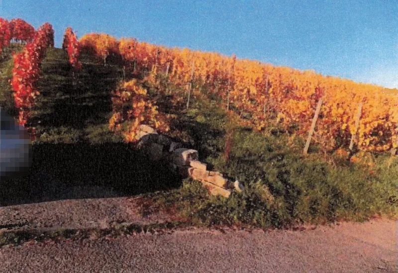 Landwirtschaftsfläche (Weinberg) in Obersulm — Bild 2