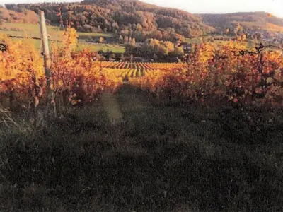 Landwirtschaftsfläche (Weinberg) in Obersulm